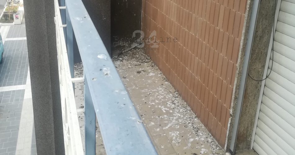 escrementi balcone colombi