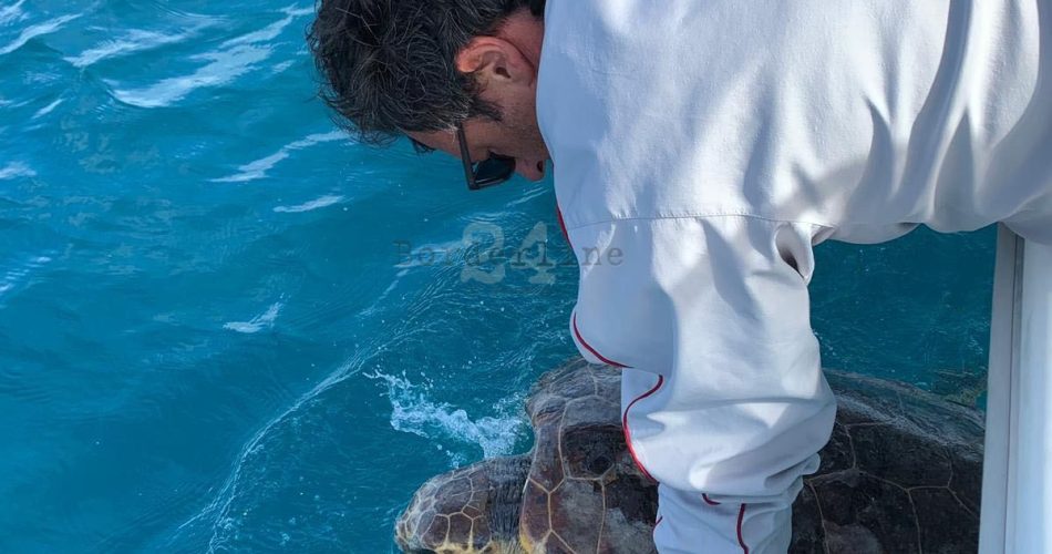 tartaruga torre guaceto