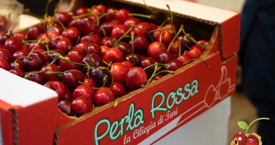 ciliegie
