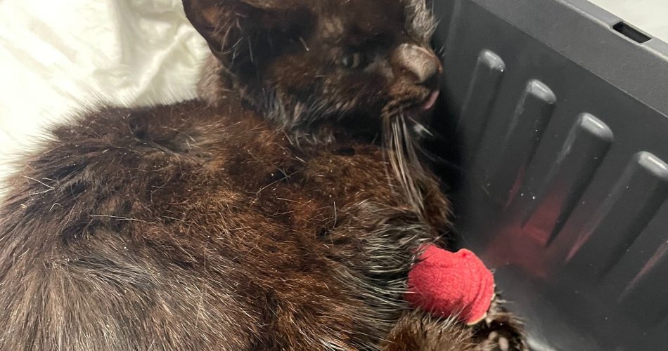 Foto raccolta fondi GoFundMe