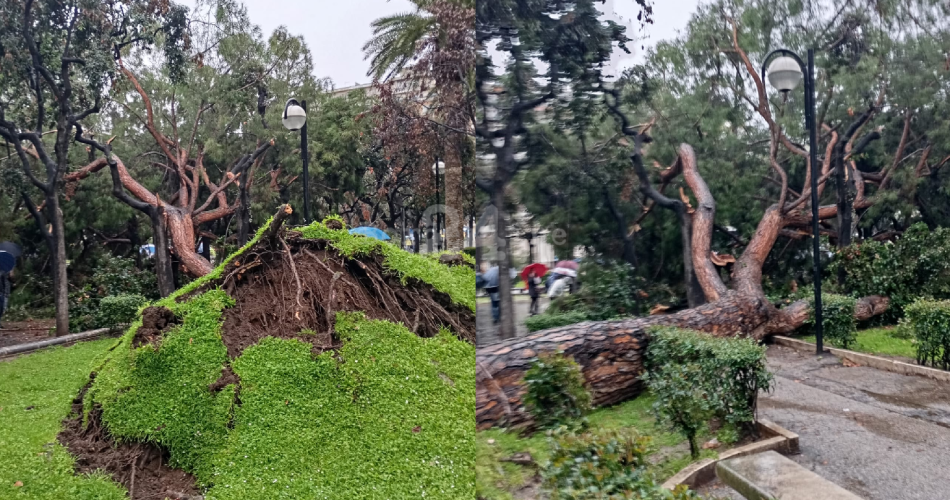 Albero piazza Umberto