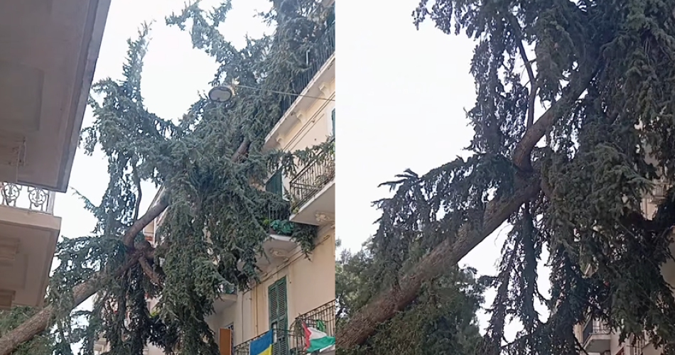 Albero su casa