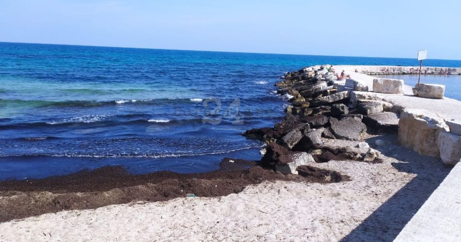 Alghe porticciolo Palese 2