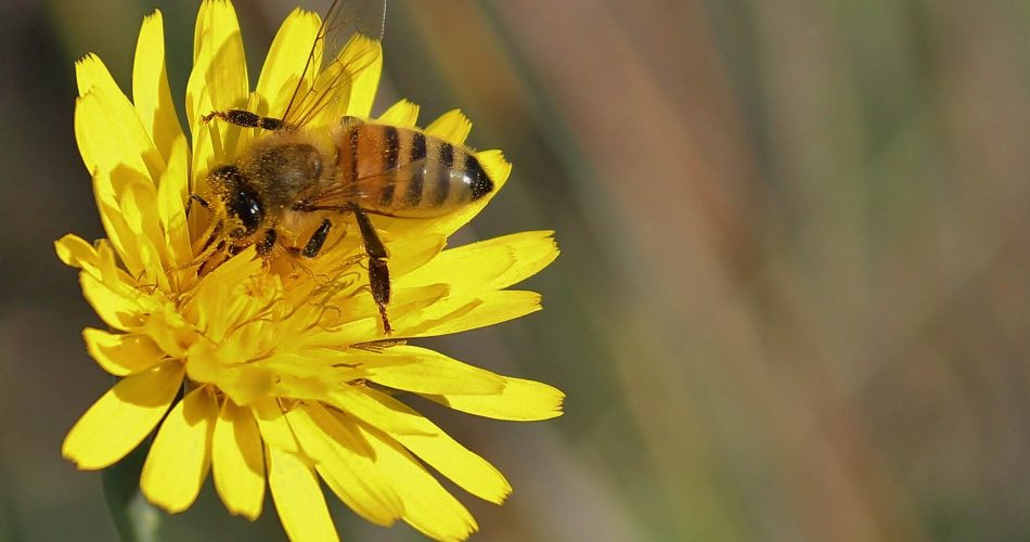 Ape-Italiana-Foto-di-Giuseppe-Carlucci
