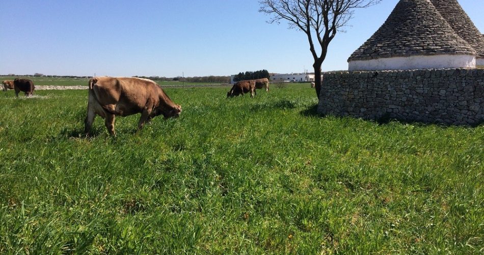 Ara Puglia - mucche 1