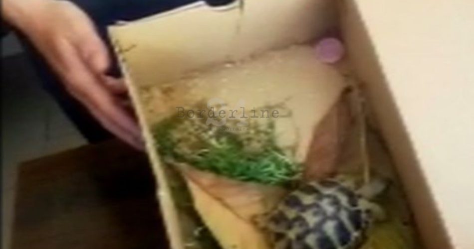 BA055 FOTO1_SEQUESTRO TARTARUGA VIVA