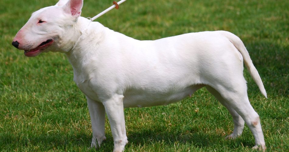 foto Lilly wikimedia