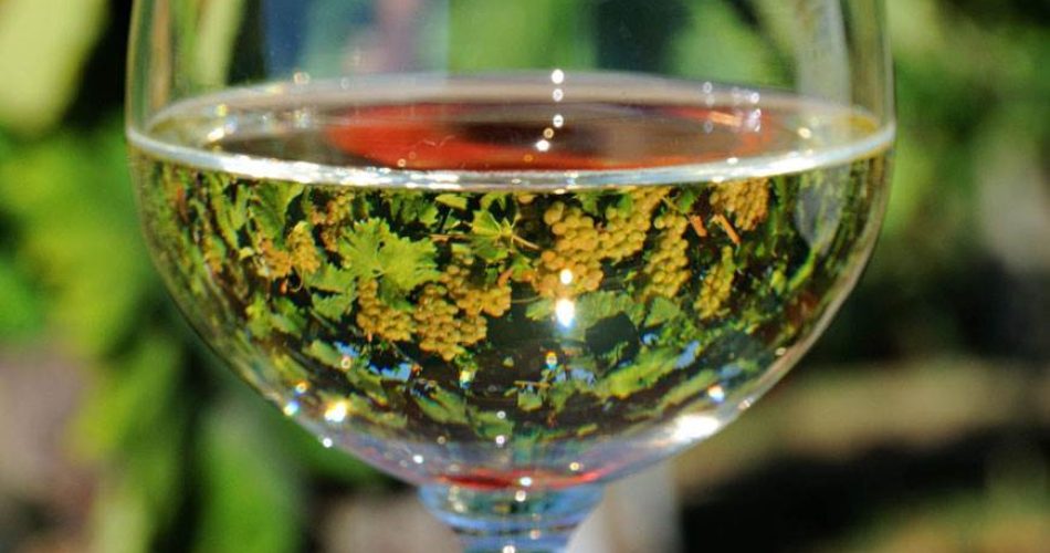 Calorie-in-un-bicchiere-di-vino Lieviti
