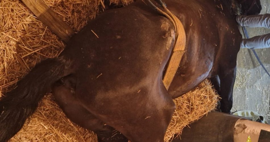 Cavallo
