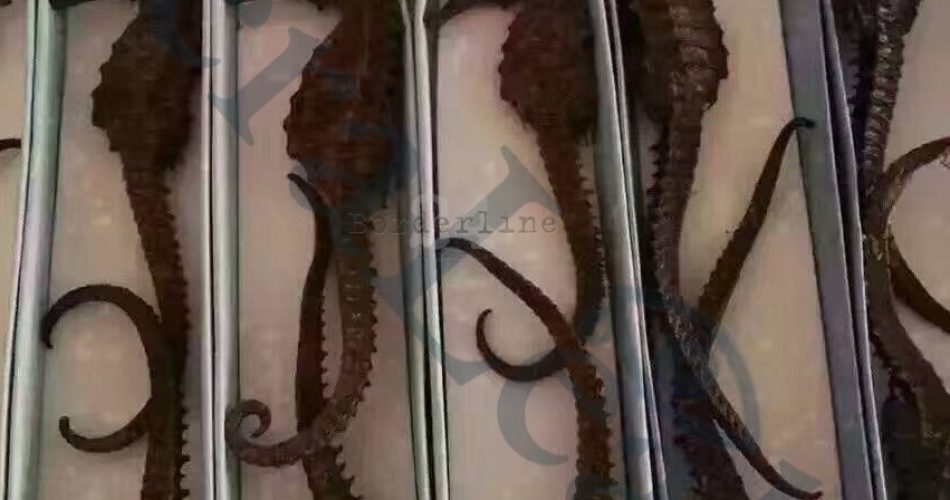 Cavallucci-marini-confezionati