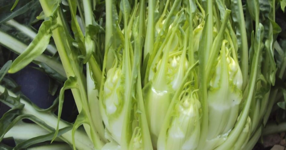 Cicoria puntarelle molfettese
