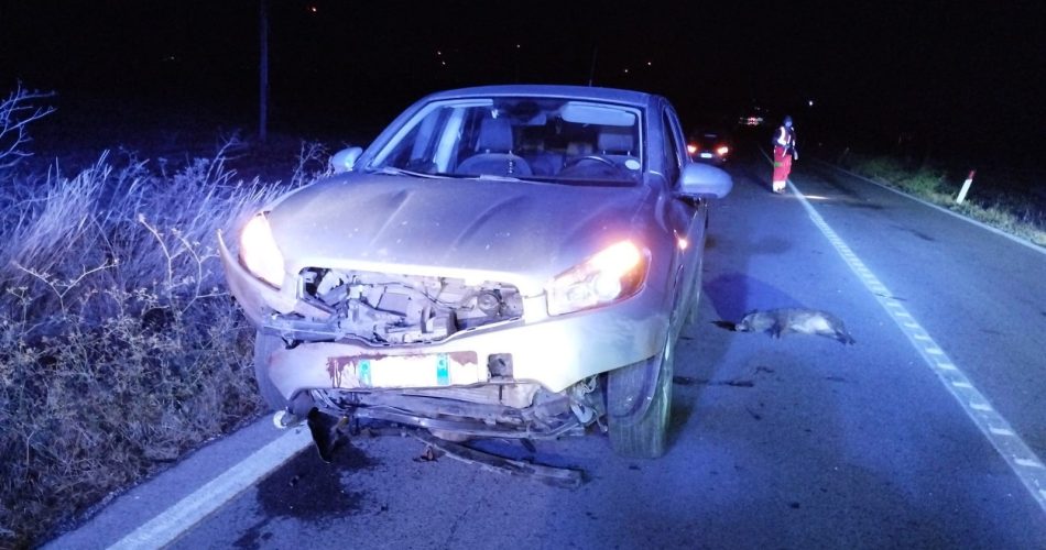 Cinghiali fra Laterza e Castellaneta (3)