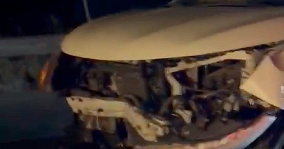 Cinghiali in in località San Basilio a Mottola(1)