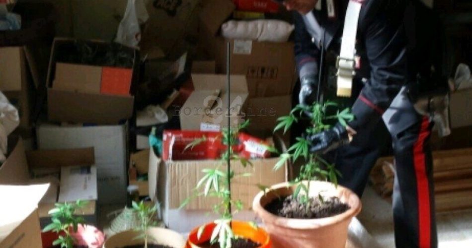 Coltivazione casalinga_crop_450x395-800x702