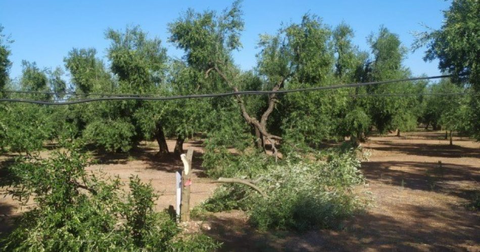 Continua la mattanza di ulivi in provincia di Bari