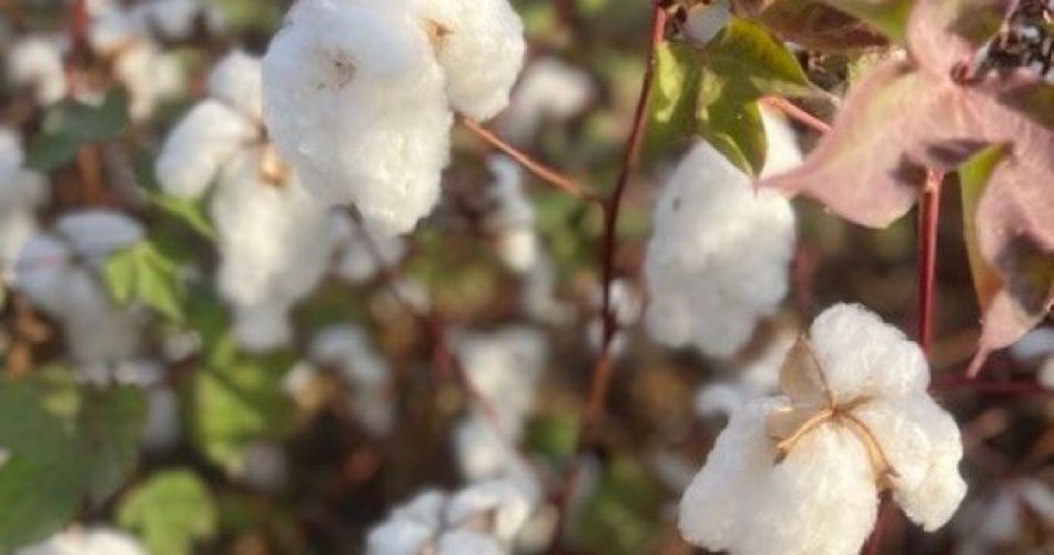 Cresce la filiera del cotone in Puglia