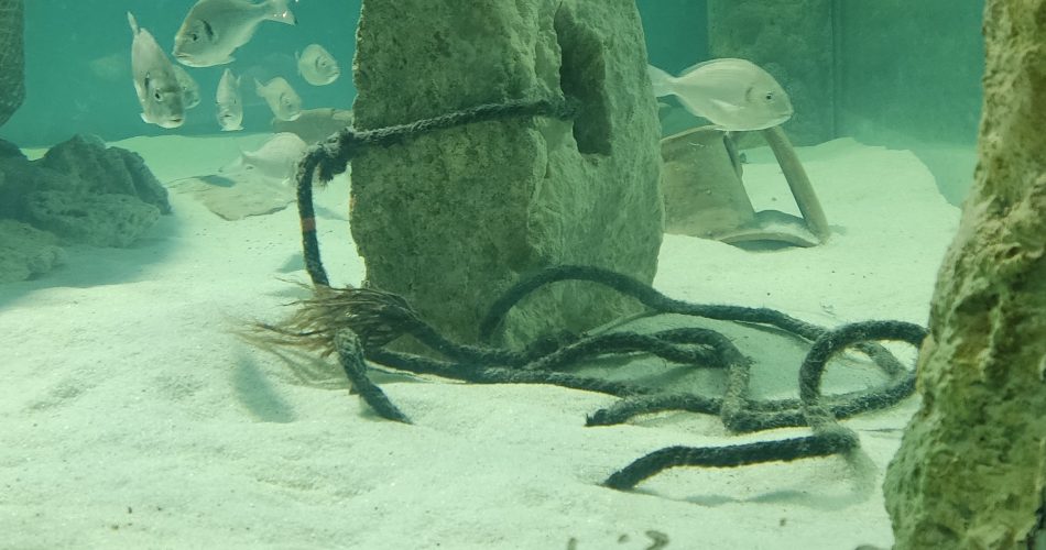 Egnazia foto acquario