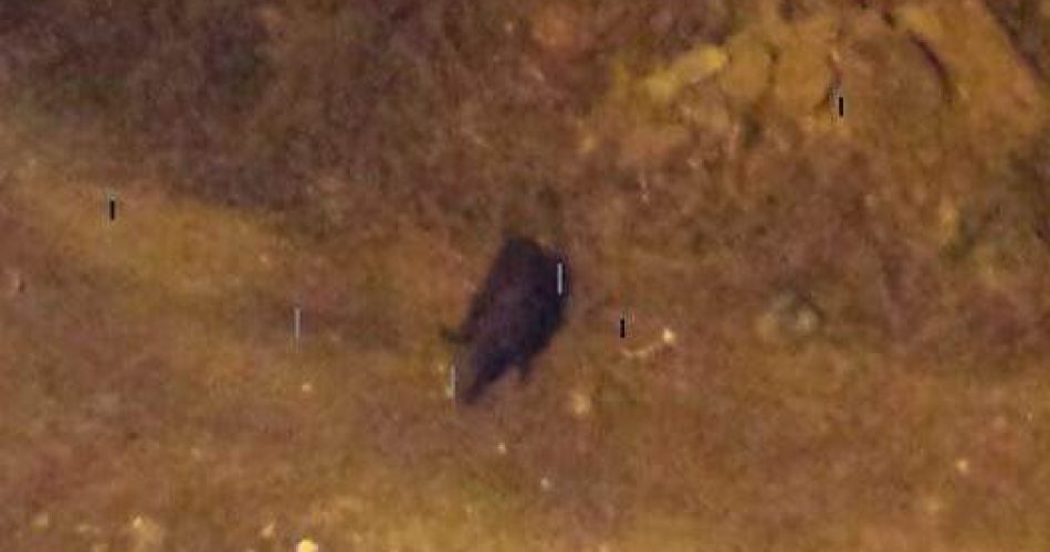 Cinghiali al San Paolo