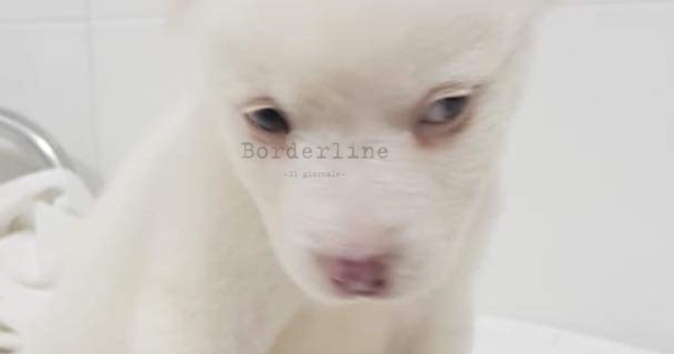 cucciolo abbandonato