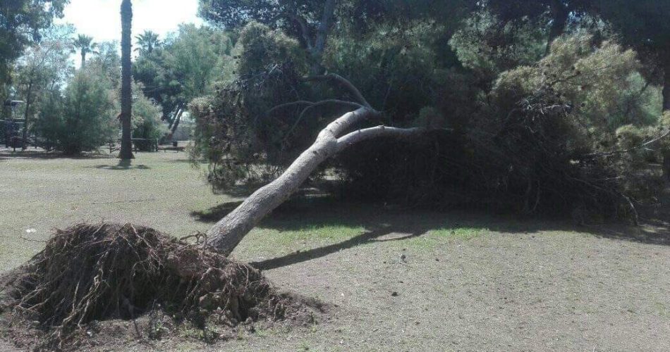 alberi caduti pineta