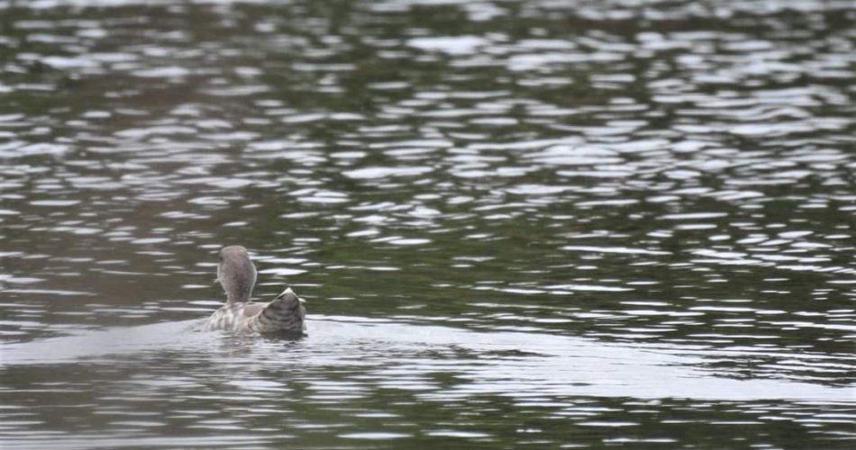 Anatra marmorizzata torre guaceto