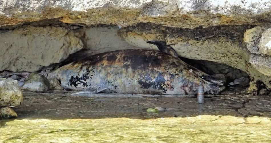 delfino spiaggiato palese