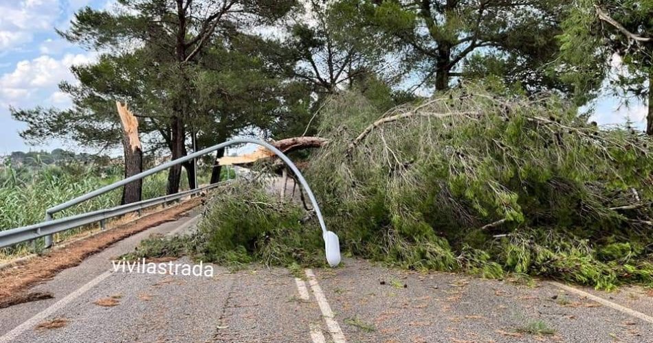 FB_IMG_1657047509706