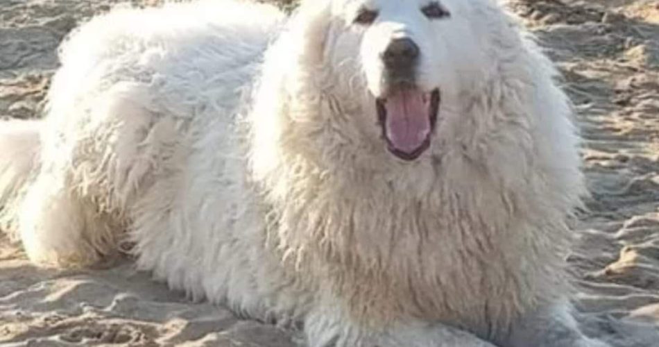 FB_IMG_1657436175274