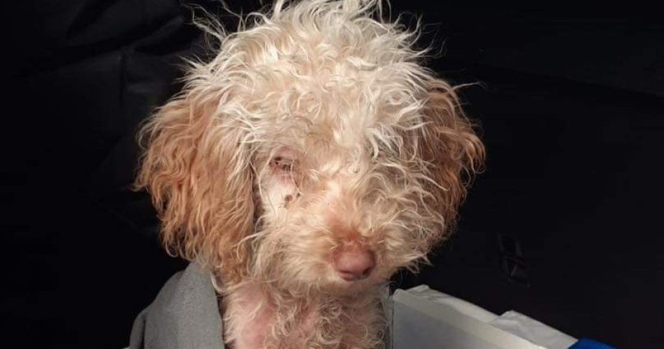 Foto canile sanitario