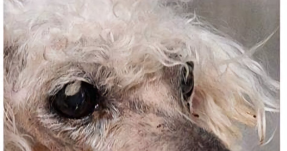 FB_IMG_1719527219347