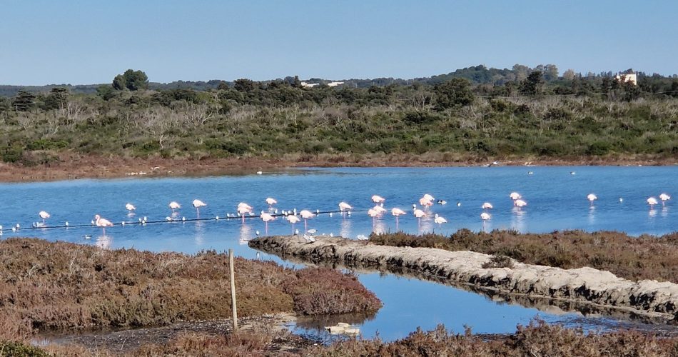 FENICOTTERI_SALINA_1