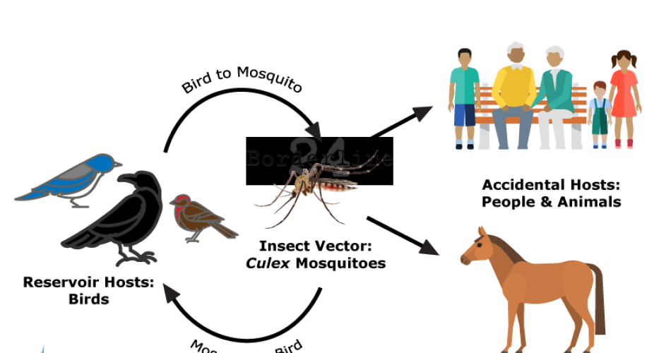 Final-Cycle-wTitle-transparent