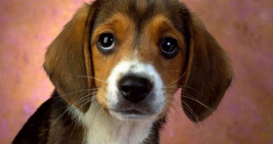 Flush-Occhi-di-cane-Copy