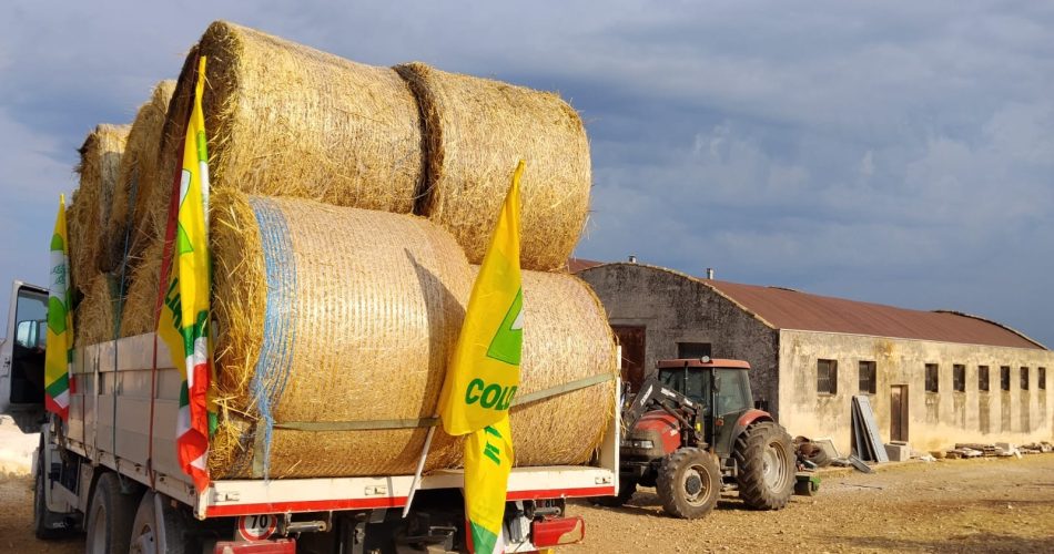 Gara di solidarietà per il giovane allevatore di Altamura_donato foraggio da aziende agricole e zootecniche