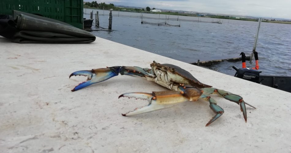 foto coldiretti puglia