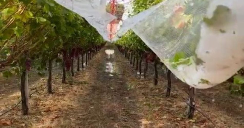 Grandine e bombe d’acqua si abbattono sui tendoni di uva da tavola_trombe d’aria sradicano alberi___