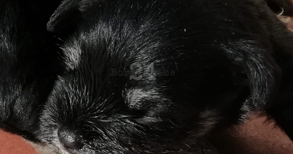 Cagnolino cuccioli cucciolo