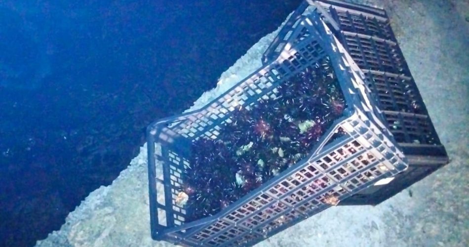 IMG-20220619-WA0055_1