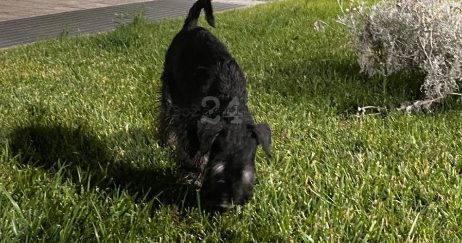 Cani erba forasacchi passeggio