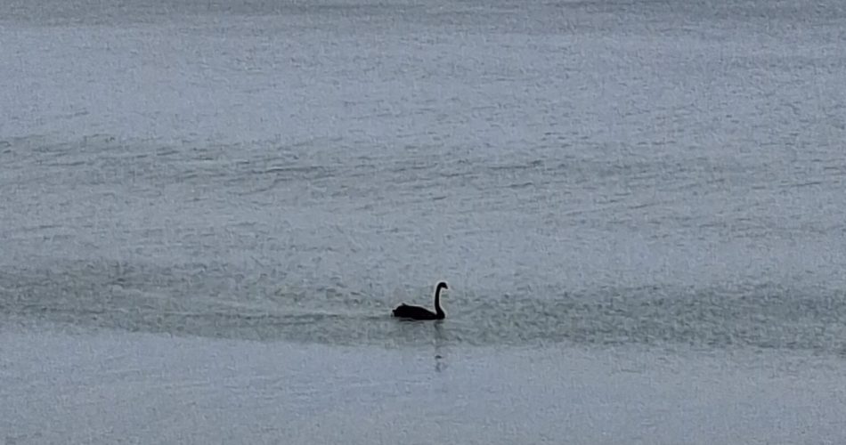 cigno nero trani