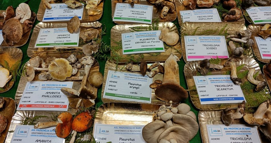 funghi asl bari