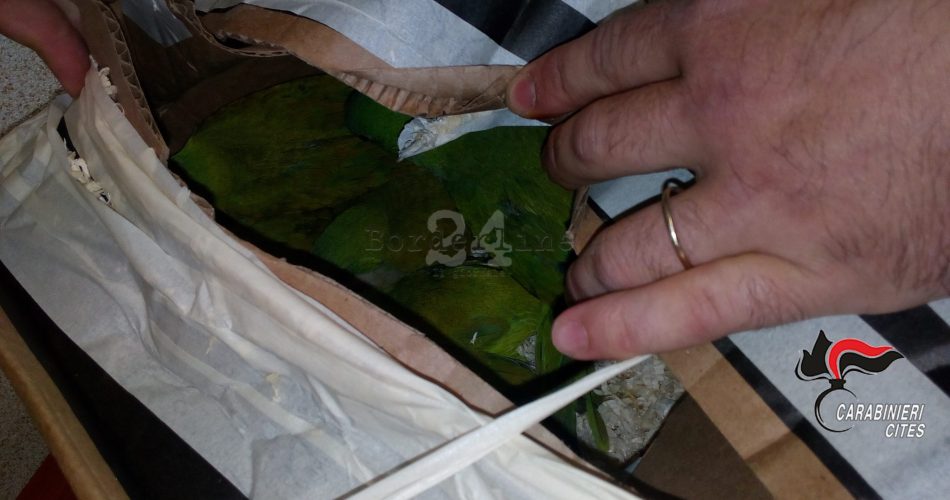 pappagalli sequestro