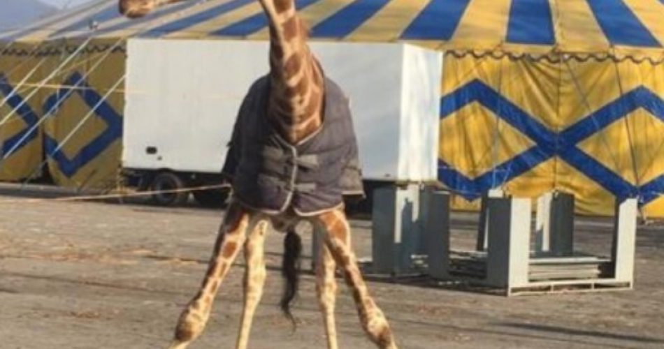 Foto corriere della sera