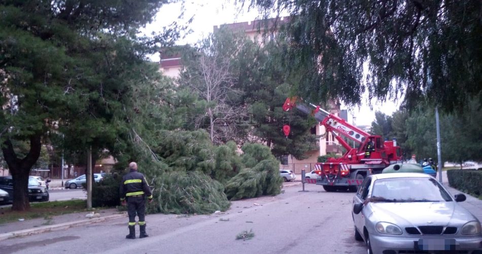 Vento albero Stradella caffè