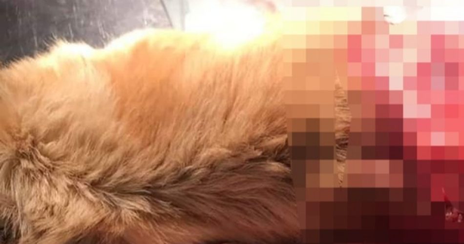 il cane sbranato dai cinghiali