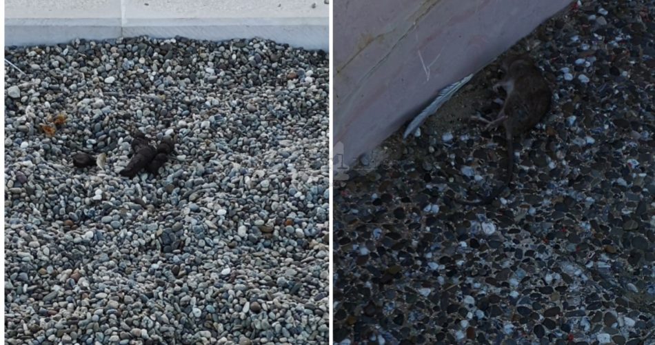 degrado san girolamo