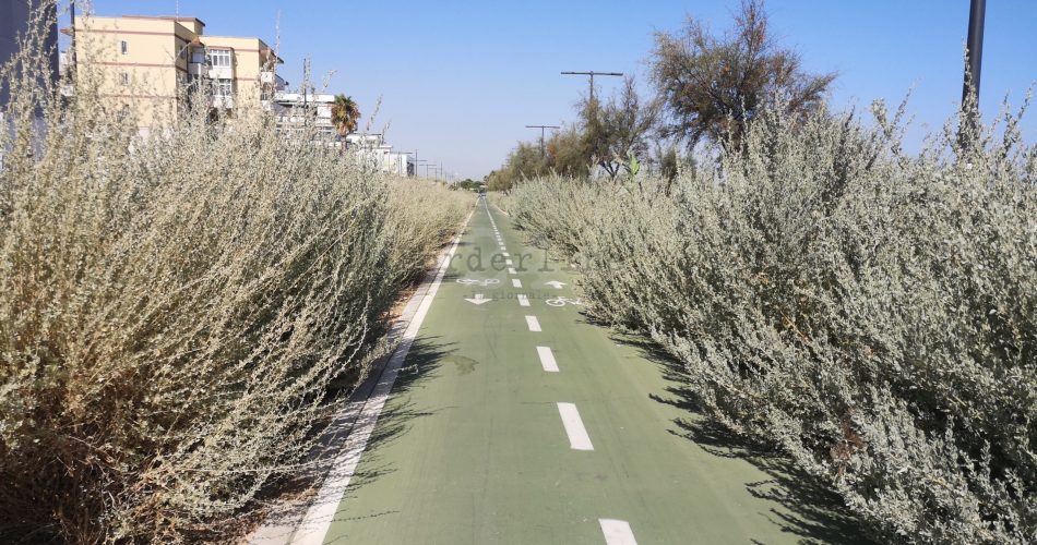 erbacce san girolamo