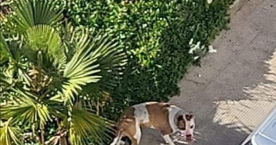 aggressione san paolo