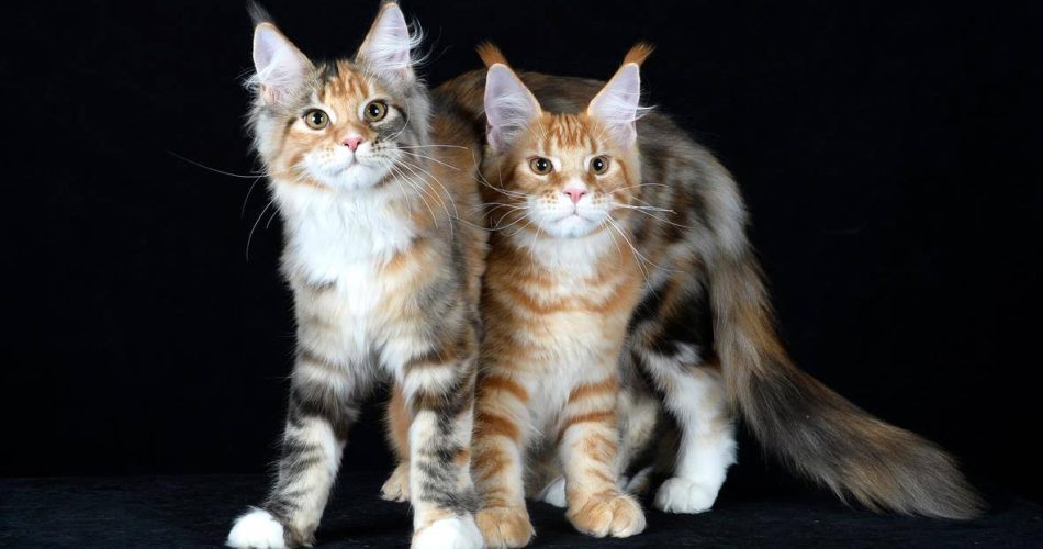 Il Maine Coon