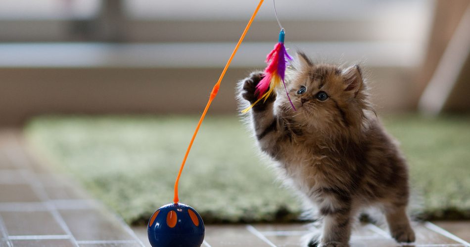 Kitten Playing Hd Wallpaper For Desktop Background